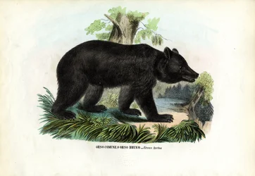 Brunbjørn, 1863-79